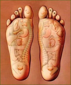 Zones plantaires en réflexologie